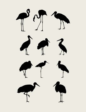 Flamingo Bird Silhouettes, art vector design
