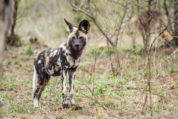Naklejka na ściany i meble African wild dog in Kruger National park, South Africa