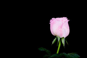 beautiful pink rose with water drop on black