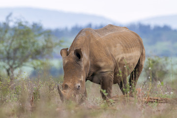 Southern white rhinoceros in Kruger National park, South Africa