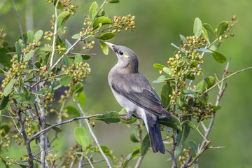 Wattled Starling in Kruger National park, South Africa