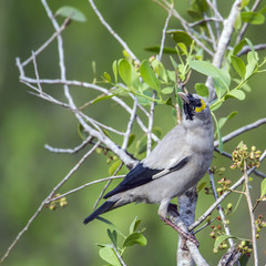Wattled Starling in Kruger National park, South Africa