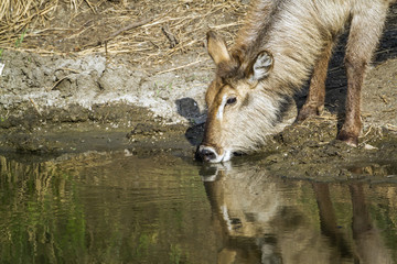Waterbuck in Kruger National park, South Africa
