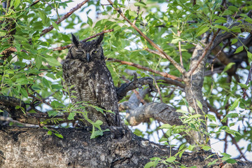 Spotted Eagle-Owl in Kruger National park, South Africa