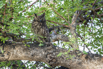 Naklejka na ściany i meble Spotted Eagle-Owl in Kruger National park, South Africa