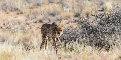 Cheetah in the Etosha National Park