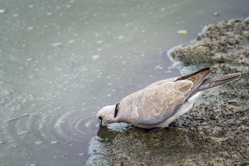 Fototapeta premium Red-eyed Dove in Kruger National park, South Africa