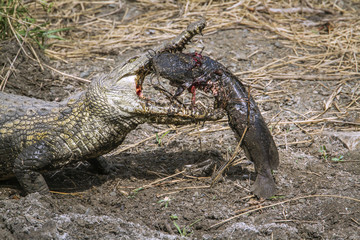 Nile crocodile in Kruger National park, South Africa