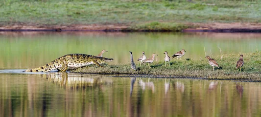 Papier Peint photo Lavable Crocodile Crocodile du Nil dans le parc national Kruger, Afrique du Sud