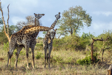 Giraffe in Kruger National park, South Africa