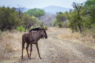 Blue wildebeest in Kruger National park, South Africa