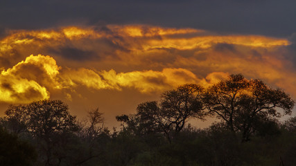 in Kruger National park, South Africa