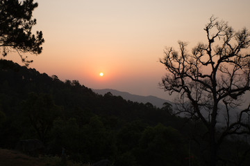 Fototapeta na wymiar sunrise with tree silhouette at dawn