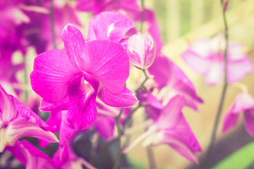 closeup purple orchid