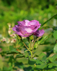 Blossom violet roses