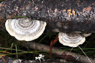 Hairy bracket fungus Trametes hirsuta on a log