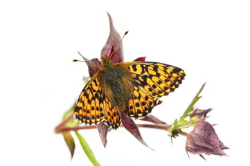 Cranberry fritillary butterfly sitting on a marsh cinquefoil - obrazy, fototapety, plakaty
