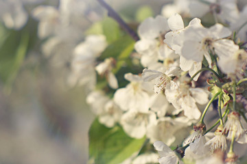 Great Blooming cherry tree background, spring flowers
