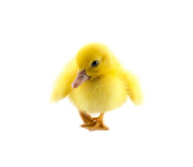 little baby duck