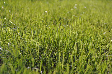 Vibrant green grass wallpaper, spring background, fresh grass field with dew drops