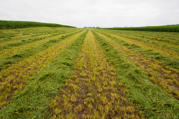 Grass Field