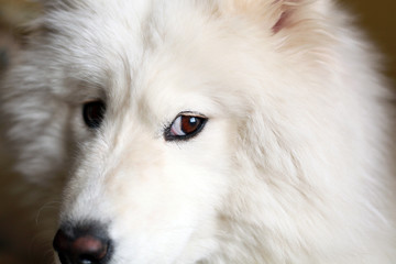 Obraz premium furtive look of a dog