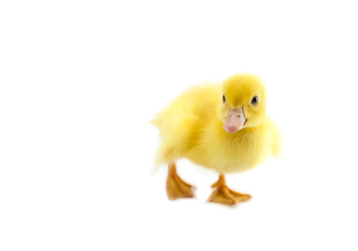 little baby duck