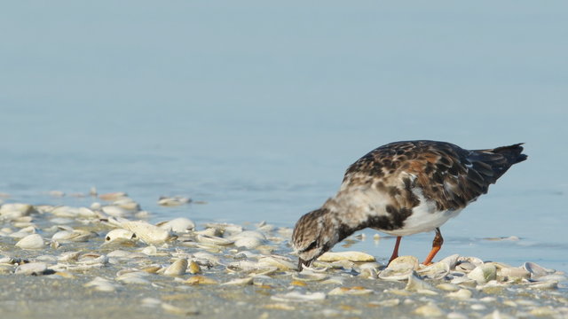 4K Ruddy Turnstone (Arenaria interpres) Feeding 2