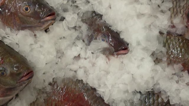 Fresh Fish on Ice in Fish Market