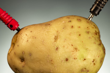 Electrodes connected to a potato. Energy crops