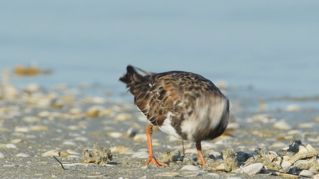 4K Ruddy Turnstone (Arenaria interpres) Feeding 4