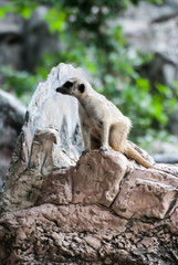 Alert Suricate or Meerkat