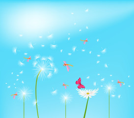 Fototapeta na wymiar Dandelion flower field over blue sky