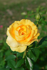 Blossom yellow roses