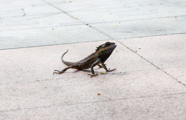 Blue lizards head Side View full body