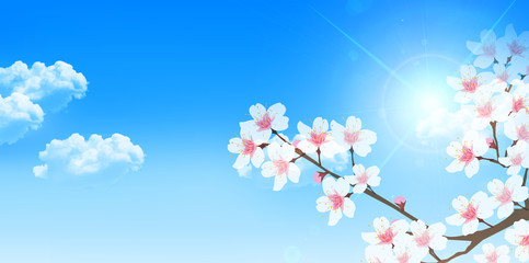 桜　春　花　背景