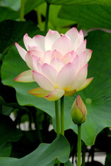 Fototapeta premium 蓮の花