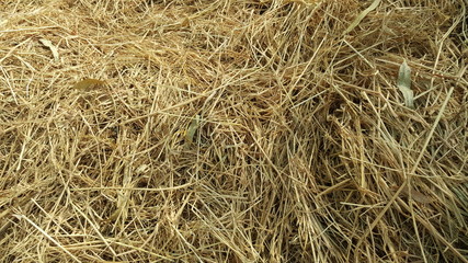straw in the field.