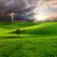 Landscape with Tree on Green Field