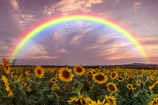 Landscape with Sunflower and Rainbow