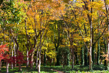leaves in autumn forest