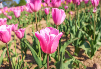 Pink tulips