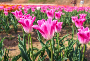 Obraz premium Pink tulips