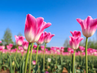 Pink tulips with the blue sky