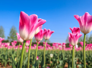 Pink tulips with the blue sky