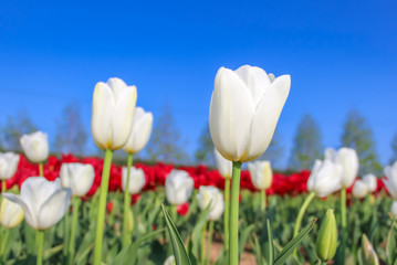 White tulips with the blue sky