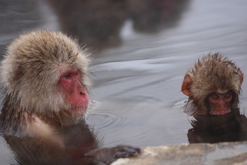 Obraz premium 【 SNOW MONKEY 】地獄谷野猿公苑(JIGOKUDANI MONKEY PORK) 