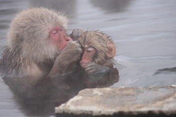 Obraz premium 【 SNOW MONKEY 】地獄谷野猿公苑(JIGOKUDANI MONKEY PORK) 