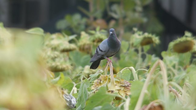 a pigeon is standing on the sunflower shoot and flying away
