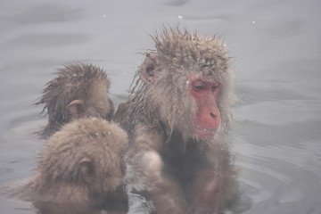 【 SNOW MONKEY 】地獄谷野猿公苑(JIGOKUDANI MONKEY PORK)
